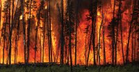 carbon sinks on fire